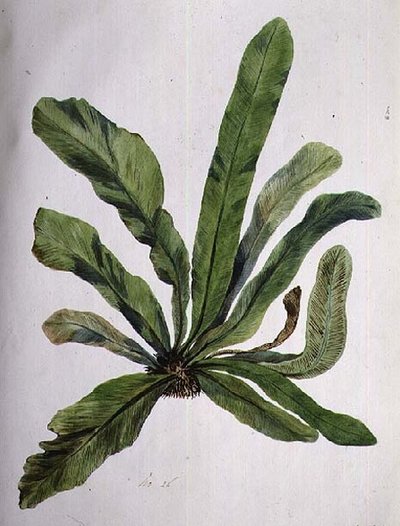 Aspidistra by Caroline Louisa Meredith